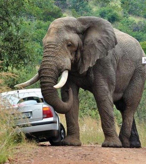 ‘ky开元·(中国)集团官网’美食推荐:油酥土豆丝,韭菜炒茄丝,肉炒豆角丝,干烧鲫鱼的做法(图1) ky开元集团官网入口