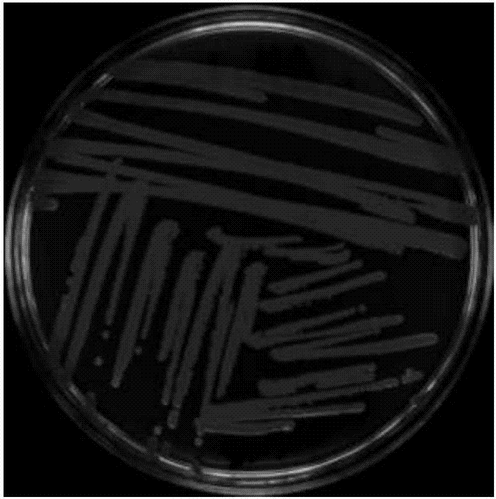 原创 美食推荐:凉拌菜芯,金针菇青椒肉丝,沸油鸡的做法“KY开元集团官网”(图1) ky开元·(中国)集团官网